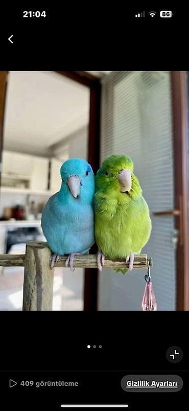 tut quşu: Forpus papuqayı satılır hazır cütdü 3 dəfə bala alınıb yenidən — 3