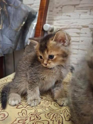 simental inekler satilir: Britan — 5