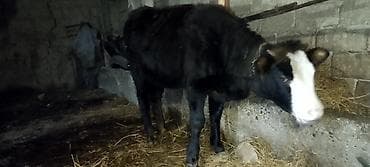 Dana, buzov, Dişi, ay: 8, 90 kq, Damazlıq, Ünvandan götürmə