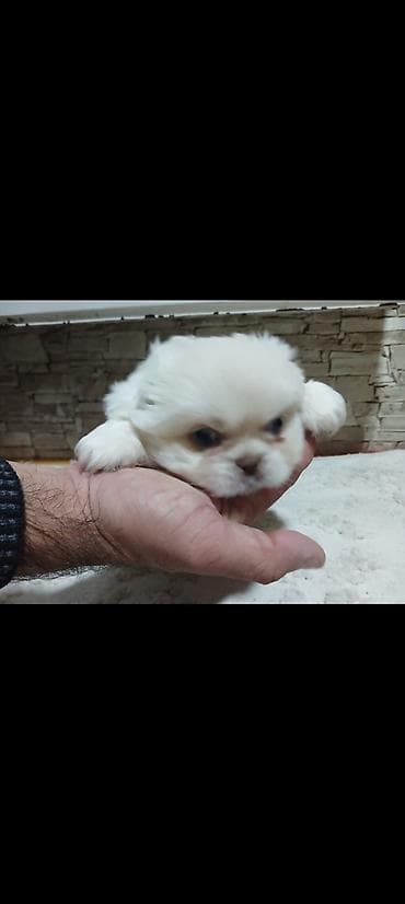 pekines balasi satilir: Pekines — 4