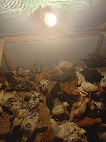 barter toyuq: Toyuq cücələri, Ətlik — 2