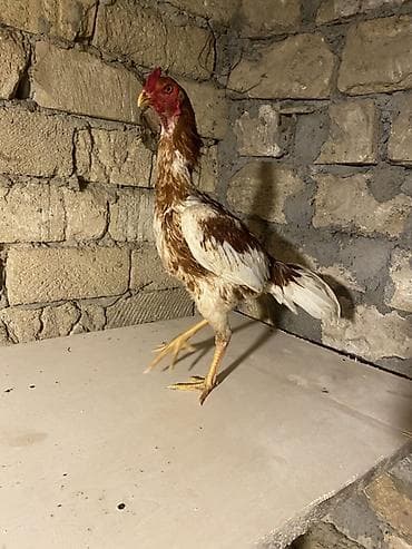 heyrati beceler: May beçesi 3 kq çekisi — 3