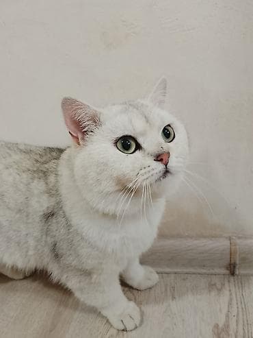 cutlesdirmek ucun pisik: Britan — 4