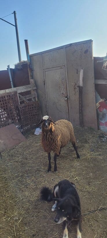 - Rəng: tünd qəhvəyi bədən, alnında ağ ləkə - Quzuluq/istehsal: ət və