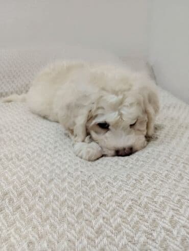 ari yuvasi: Pudel, 2 ay, Erkek, Ünvandan götürmə — 3