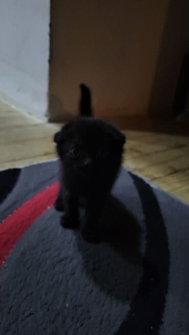 pişik tualet: Şotland yastı qulaq — 4