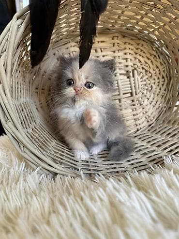 maykonq pişik: Fars — 2