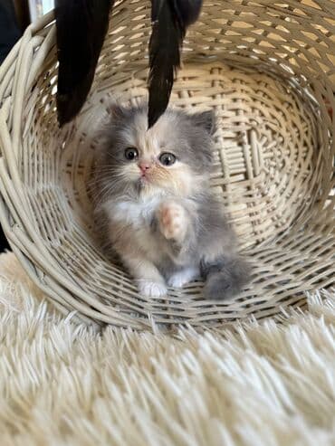 şotlan pişik: Şotland yastı qulaq, Erkək, Dişi, Yaxşı əllərə, Ünvandan götürmə, Pulsuz çatdırılma, Ödənişli çatdırılma — 180