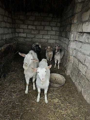 heyvan satisi: Məhsul: Çəpişlər satılır sağlam heyvanlardı 2 ədədi sanendi təmiz — 3