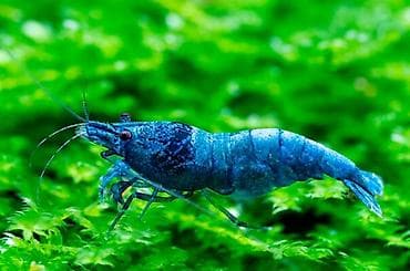 Akvaryum üçün dekorativ krivetqa – rəngli Neocaridina növləri. 10