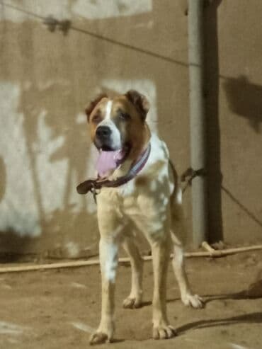 овчарку в добрые руки: Кавказская овчарка, 1 год, Самец, С прививками, Самовывоз — 3