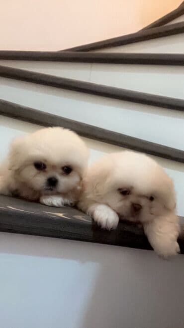 İtlər: Pekines — 6