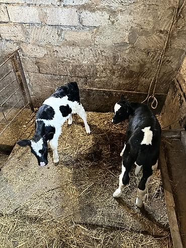 smental dana: 1 erkek 1 dişi — 2