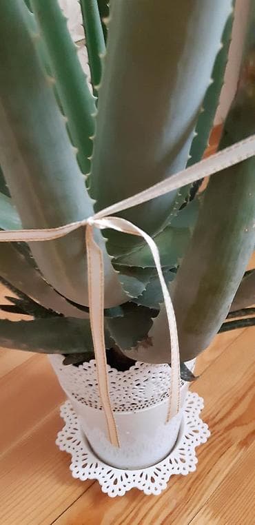 Комнатные растения: En azi 6ilin aloyesi.Min bir derde derman.Anlayishi olana bellidir — 3