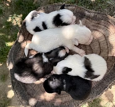 afçarka balaları: Şpitz — 1