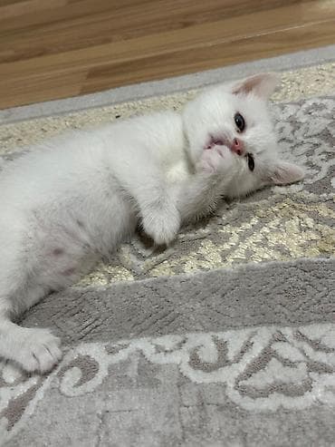 ağ pişik cinsləri: Ağ tüklü balaca pişik balaları - Rəng: tam ağ və açıq gümüşü-ağ — 1