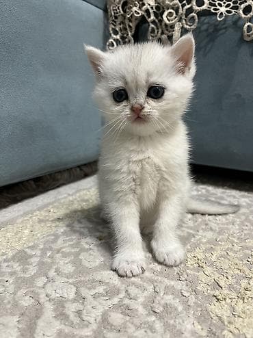 şotland pisiy: Britan, Dişi, Cütləşmə üçün, Pulsuz çatdırılma — 7