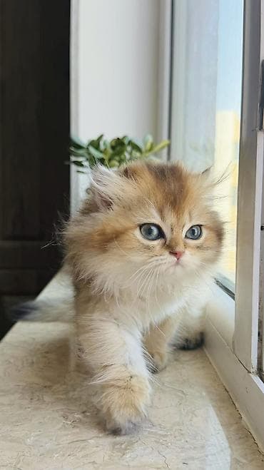 col quşu: Golden chinchilla dişi tam orginal gen . ata ny 11 ana ny 12 . Hər — 3