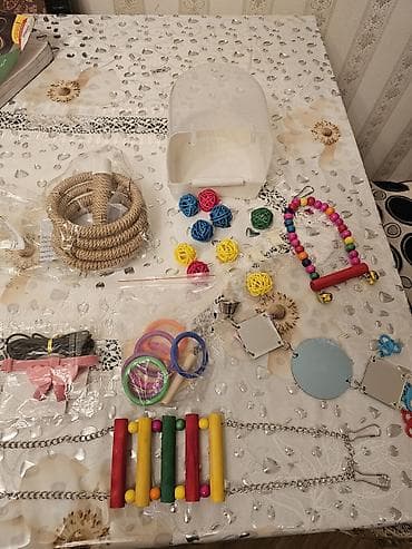 Yuvalar: Nimfa (cockatiel) cütü və tam avadanlıqlı qəfəs dəsti. Biri erkek biri — 4