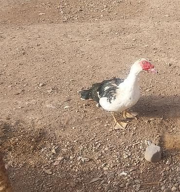 it yemi satisi: LaL Ördək Satıram — 2