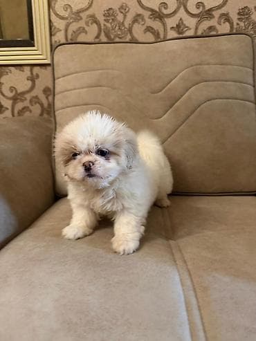 bala it sekilleri: Pekines, 2 ay, Peyvəndli, Ünvandan götürmə, Pulsuz çatdırılma, Ödənişli çatdırılma — 4