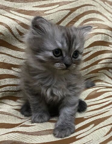 pişik cutleşdirme: Şotland, Erkək, Dişi — 3