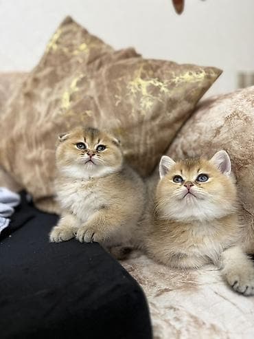 angora pişik: Britan, Erkək, Dişi, Ünvandan götürmə — 4