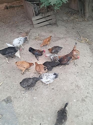 pitbull satış: Təmiz kənd cücələri satlır 4 ayların keçiblər — 6