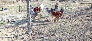 quşlar: Toyuq, Damazlıq — 8