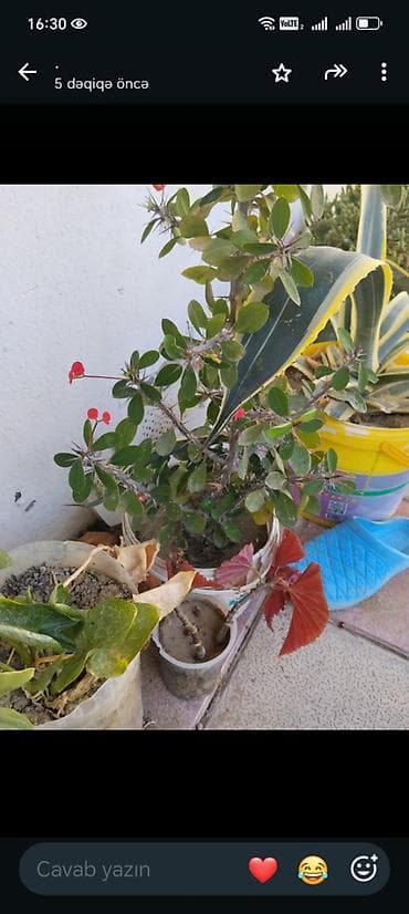 epimedium bitkisi satisi: Guller tecili satilir Baximsiz qaliblar vaxt eleyib baxa bilmirik iş — 4