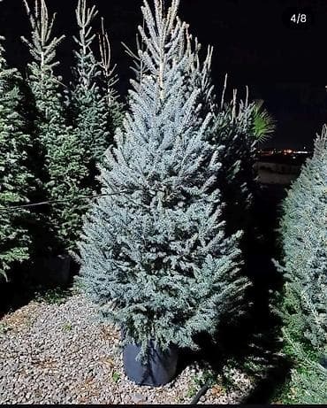 ev dekor: Satılır: dekorativ qapalı/açıq məkan bitkiləri - Saksıda sikas (Cycas — 9