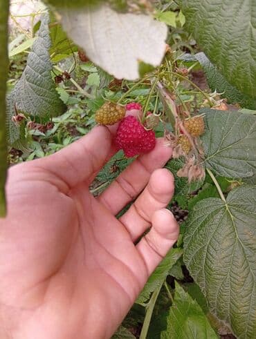 Buket güllər: Moruq kolları – yüksək məhsuldarlıq və iri, şirin-ətirli meyvələr - — 4