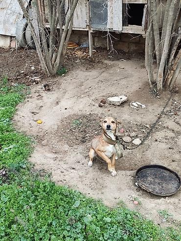 böyüməyən it: Zvanok erkəydi adamcıldı başqa it gətirdiyimə görə saxlamıram bartered — 5