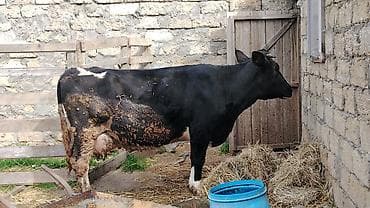 Козы, козлята: Sağlam heyvandı yeməyinə söz yoxdu kökdü balasız satılır 4 ay yarımdı — 1