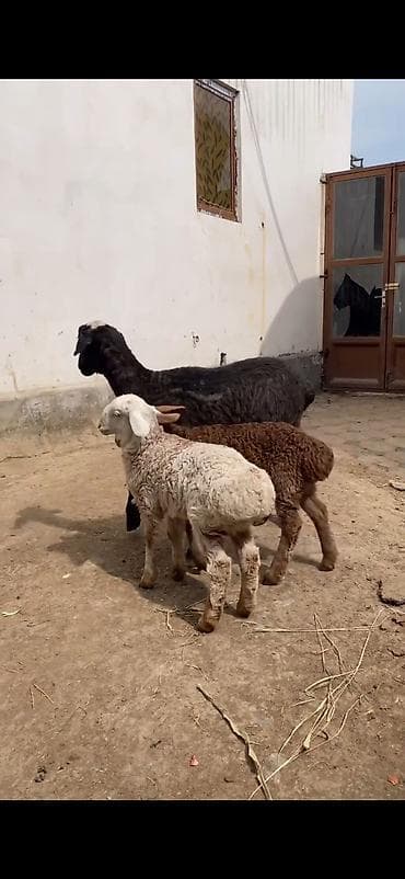 balaca boyumeyen itler: Qoyun və quzular – ana qoyunla 2 quzu dəsti - Növ: yerli ət‑yunun — 7