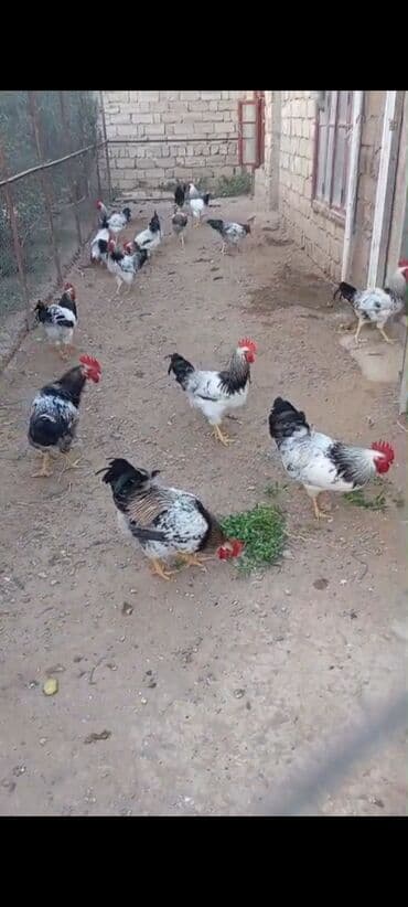 xoruzun nece rengi var: Məhsul: Təmiz həyət şəraitində saxlanılan xoruzlar Təsvir: - — 4