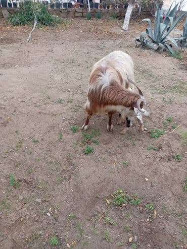 İtlər: Südlük/çoxməhsuldar ana keçi bala ilə birlikdə. - Növ: yerli uzun — 4