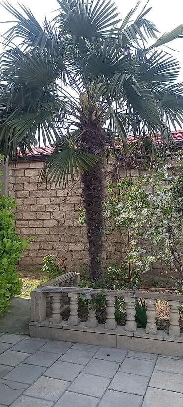 dekarativ ağaclar: Trachycarpus fortunei (yapon xurması) palma ağacı - Hündürlüyü — 2