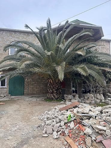 Деревья: Satılır: iri dekorativ xurma palması qiymət razılaşma yolu ilə — 1