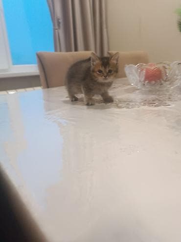 pişiylər: Britan — 2