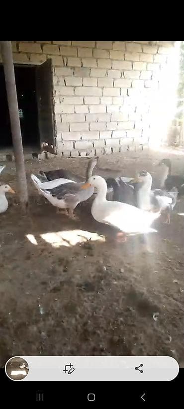 cins heyvanlar: 4dene yerli qaz 20 mdan son qiymet — 1