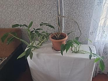 saat dekor: Monstera (sarmaşıq tipli ev bitkisi) – dibçəkdə - Uzun, asma gövdəli — 1