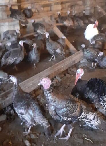 Cücələr: Erkək, Damazlıq — 7