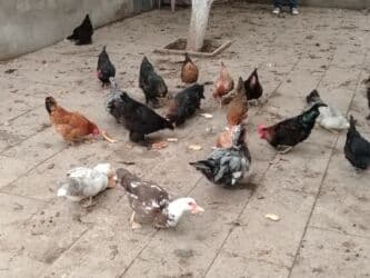 yerli inekler: Başlıq:Ev quşları Təsvir: Həyət quşları satılır: - Ördeyin xoruzu – — 5