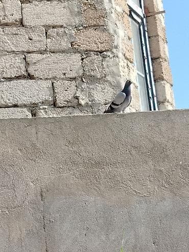 göyərçin satışı: Sort goyercinlerdir tecili satilir 3 u birlikde 80 azne baxa bilmirem — 2