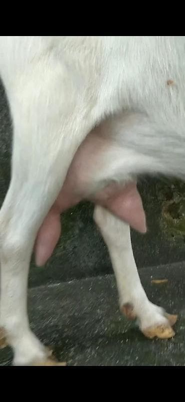 Digər heyvanlar: Ağ rəngli süd keçisi və balası - Cins: süd istiqamətli ağ keçi (böyük — 7