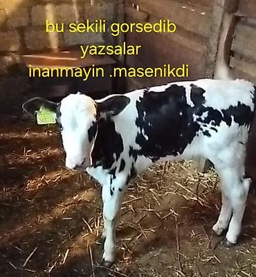 Məhsul: Dana balaları (qara-ağ və qırmızı-ağ rəngli) Təsvir: -