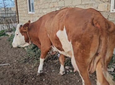 simental inekleri: Saf qan Smental avustralya. texmini cekisi 850kq — 2