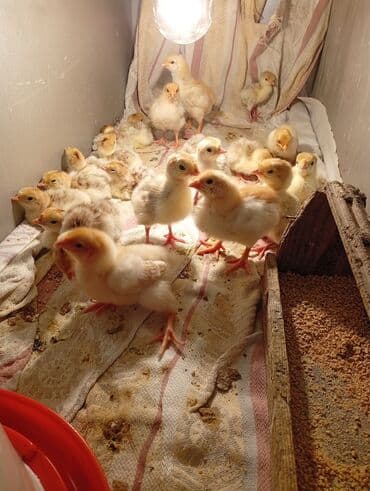 Subaru: Qırmızı kanada Hinduşka balalarının satışı başlayıb hər həftə olacaq — 2