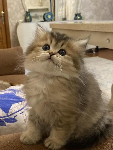 lalafo pisik: Şinşilla, Dişi — 3